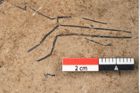 Foto (Detailansicht) von Pinus palaeostrobus Ettingshausen (NHMW-GEO-2024-0188-8264)